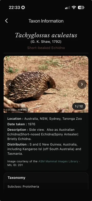 MDD app taxon page for the short-beaked echidna, Tachyglossus aculeatus, with photo and distribution