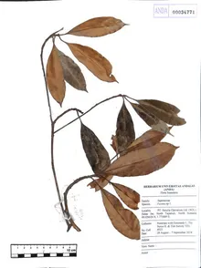 Herbarium Universitas Andalas