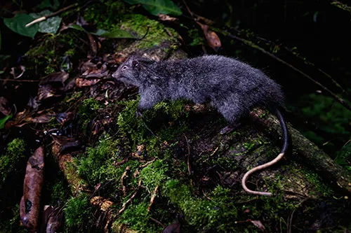 Lenomys meyeri, an endemic rat of Sulawesi