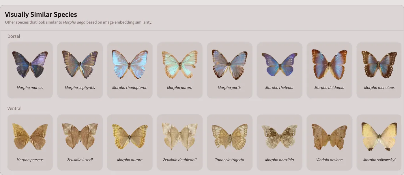 Visually similar species to Morpho aega. Dorsal matches are blue Morpho species; ventral matches include brown Morpho, Zeuxidia, Tanaecia, and Vindula species.