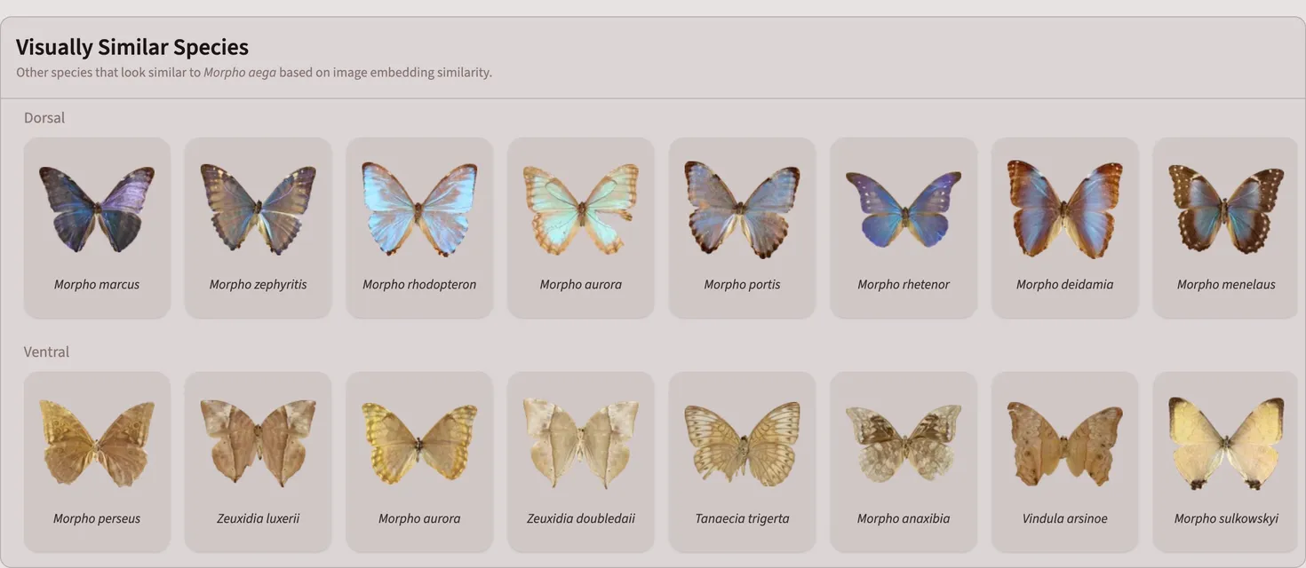 Visually similar species to Morpho aega ranked by image embedding similarity