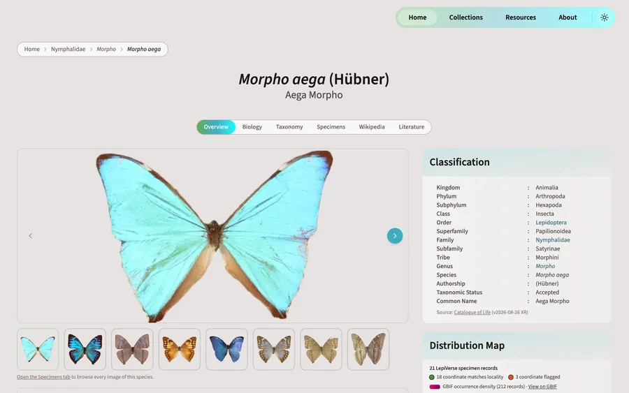 LepiVerse species page for Morpho aega with specimen images, classification, and distribution map
