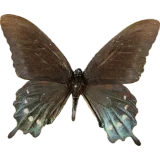Battus philenor, dorsal