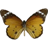 Danaus chrysippus, dorsal