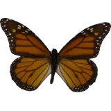 Danaus plexippus, dorsal