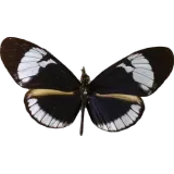 Heliconius cydno, dorsal