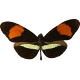 Heliconius erato, dorsal