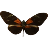 Heliconius melpomene, dorsal