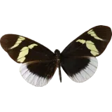 Heliconius primularis, dorsal