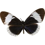 Heliconius sapho, dorsal