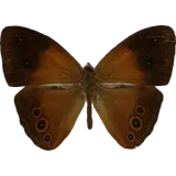 Heliconius timareta, dorsal