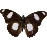 Hypolimnas misippus, dorsal