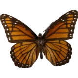 Limenitis archippus, dorsal