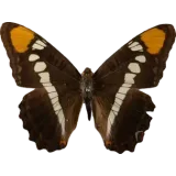 Limenitis bredowii, dorsal