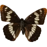 Limenitis lorquini, dorsal