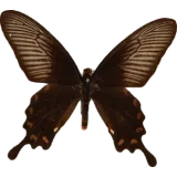 Pachliopta aristolochiae, dorsal