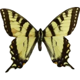 Papilio glaucus, dorsal