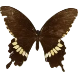 Papilio polytes, dorsal
