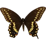 Papilio polyxenes, dorsal