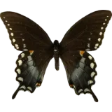 Papilio troilus, dorsal